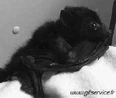 Humour - Fun Animaux Chauve Souris 01 