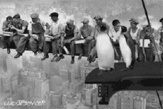 Humor -  Fun Tiere Pinguine 01 