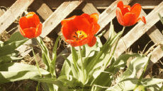 Humor - Fun Efectos 3d Stéreoscopique Wiggle 