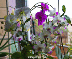 Umorismo -  Fun Effetti 3d Stéreoscopique Wiggle 