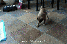 Umorismo -  Fun Animali Cani 01 