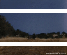 Zorro-Humor - Fun Efectos 3d 3D - Líneas - Bandas 