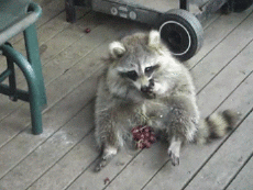 Humor - Fun Animales Mapaches 01 