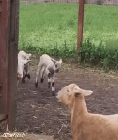 Humor -  Fun Tiere Schaf 01 