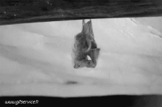 Humour - Fun Animaux Chauve Souris 01 