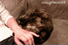 Humor -  Fun Tiere Katze 03 