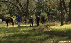 Humor - Fun Animales Burros 01 