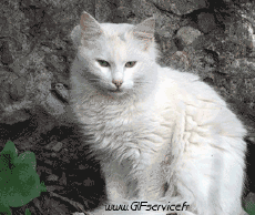 Humor -  Fun Tiere Katze 02 