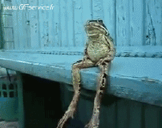 Humor - Fun Animales Ranas 01 