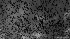 Humour - Fun Animaux Chauve Souris 01 