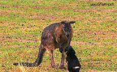 Humour - Fun Animaux Kangourous 01 