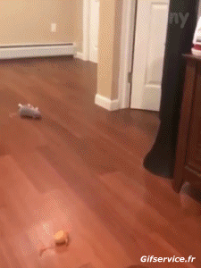 Humor -  Fun Tiere Schweine - Wildschweine 01 