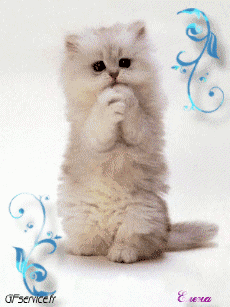 Humor - Fun Animales Gatos 04 