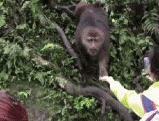 Humour - Fun Animaux Singes Serie 02 