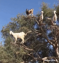 Humor - Fun Animales Cabras - Perilla 01 