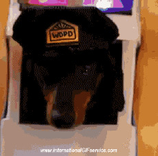 Humor - Fun Animales Perros 01 