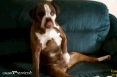 Humor -  Fun Tiere Hunde 02 