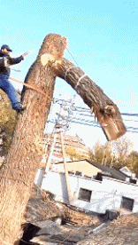 Humor -  Fun PEOPLE Lumberjack - Timber ! Fail 