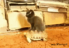 Humor - Fun Animales Tortugas 01 