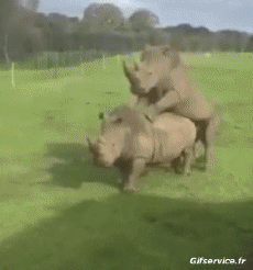 Humour - Fun Animaux Rhinocéros 01 