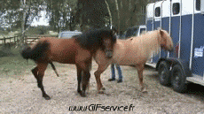 Humor -  Fun Tiere Pferde 01 