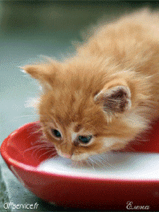 Humor -  Fun Animals Cats 04 