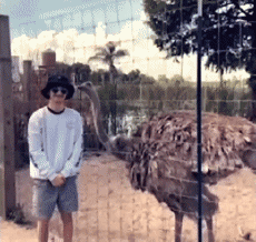 Humor -  Fun Animals Ostriches 01 