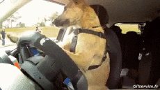 Humor - Fun Animales Perros 04 