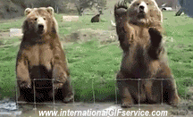 Humour - Fun Animaux Ours Serie 01 