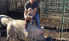 Humor -  Fun Tiere Schweine - Wildschweine 01 