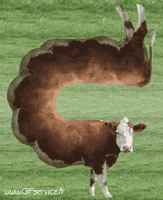 Humor -  Fun Animals Cows 01 