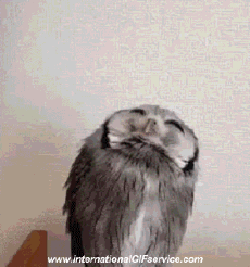 Humor -  Fun Tiere Geflügel Raptor & Nocturne 