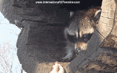 Humor -  Fun Animals Raccoons 01 