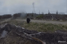 Humour - Fun Animaux Ours Serie 01 