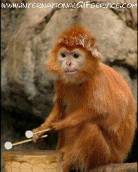 Humor -  Fun Tiere Affen 01 