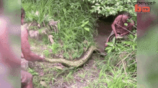 Humor - Fun Animales Serpientes 01 