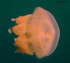 Humor -  Fun Animals Jellyfish 01 