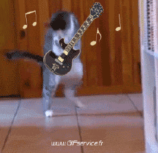 Humor -  Fun Tiere Katze 02 