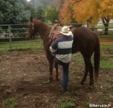 Humor - Fun Animales Caballos 01 