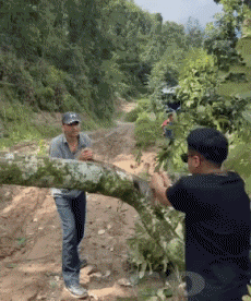 Humor -  Fun PEOPLE Lumberjack - Timber ! Fail 