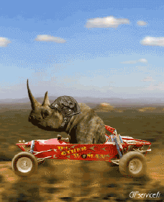 Humor -  Fun Animals Rhinoceros 01 