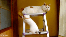 Umorismo -  Fun Animali Gatti 04 