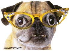 Humor -  Fun Animals Dogs 02 