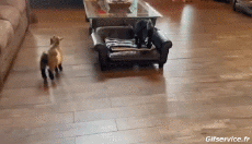 Humor - Fun Animales Cabras - Perilla Serie 02 