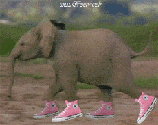 Humor - Fun Animales Elefantes 01 