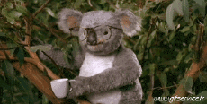 Umorismo -  Fun Animali Koala 01 
