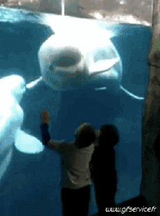 Humor - Fun Animales Delfines 01 