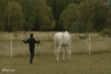 Humor -  Fun Tiere Pferde 01 