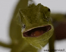 Humor -  Fun Tiere Chameleon 01 