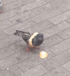 Humor - Fun Animales Pájaros Paloma 